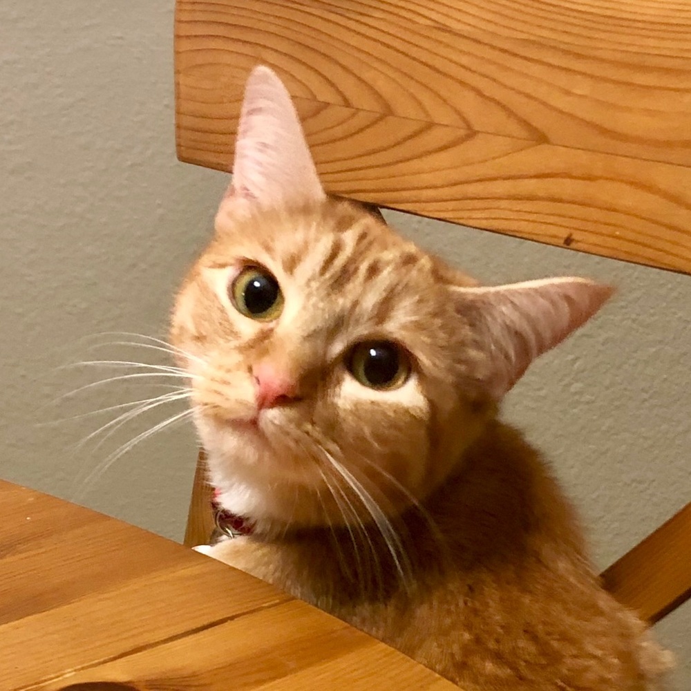 Meet your Posher, Mayra